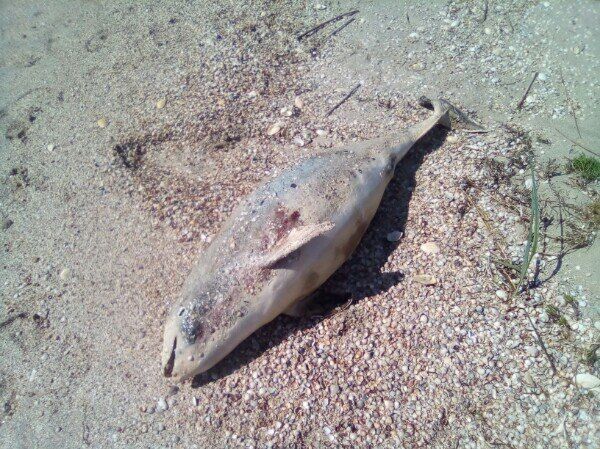 У Запорізькій області на березі знайшли мертвого дельфіна