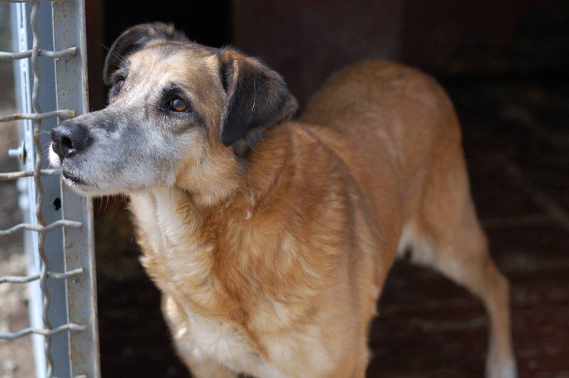 Друг недели: четыре собаки Днепра, которые ищут дом 