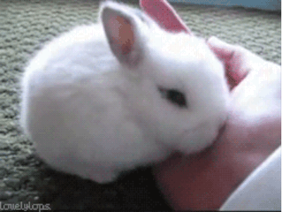 7 шкідливих міфів про кроликів
