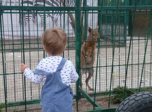 Зоопарк Бердянска похвалился экзотическими питомцами: фото 
