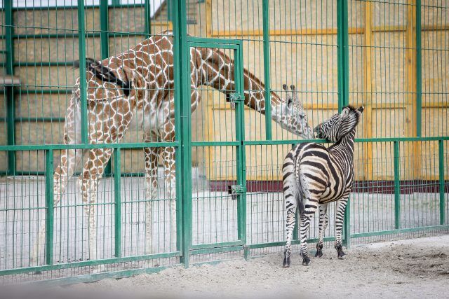 Зоопарк Бердянська похвалився екзотичними тваринами: фото