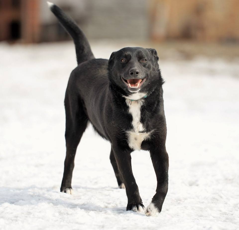 Друг тижня: 4 собаки Дніпра, які шукають дім