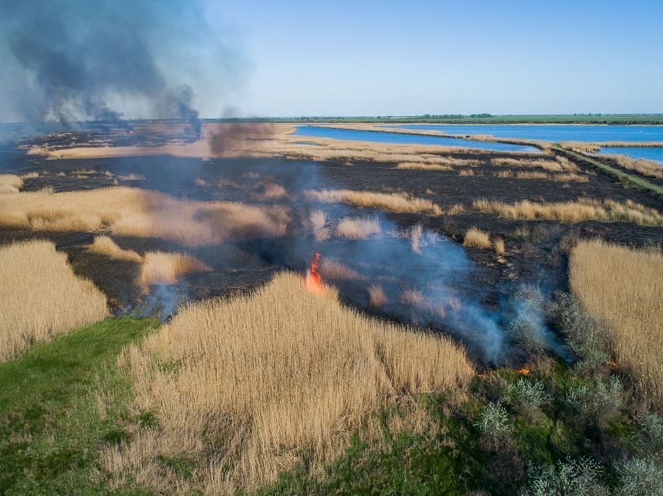 Птахи і тварини горять заживо: в мережі показали страшні фото пожежі під Херсоном