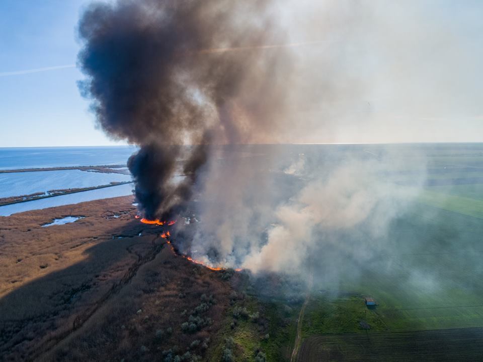 Птицы и животные горят заживо: в сети показали жуткие фото пожара под Херсоном