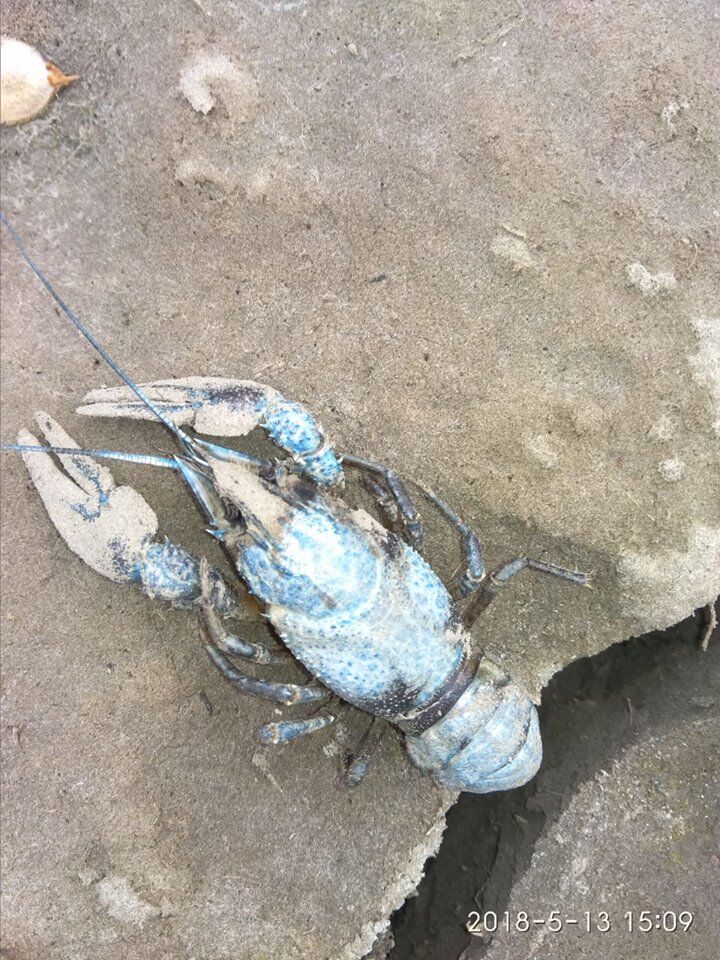 В "ДНР" затопили радиоактивную шахту: последствия выглядят так