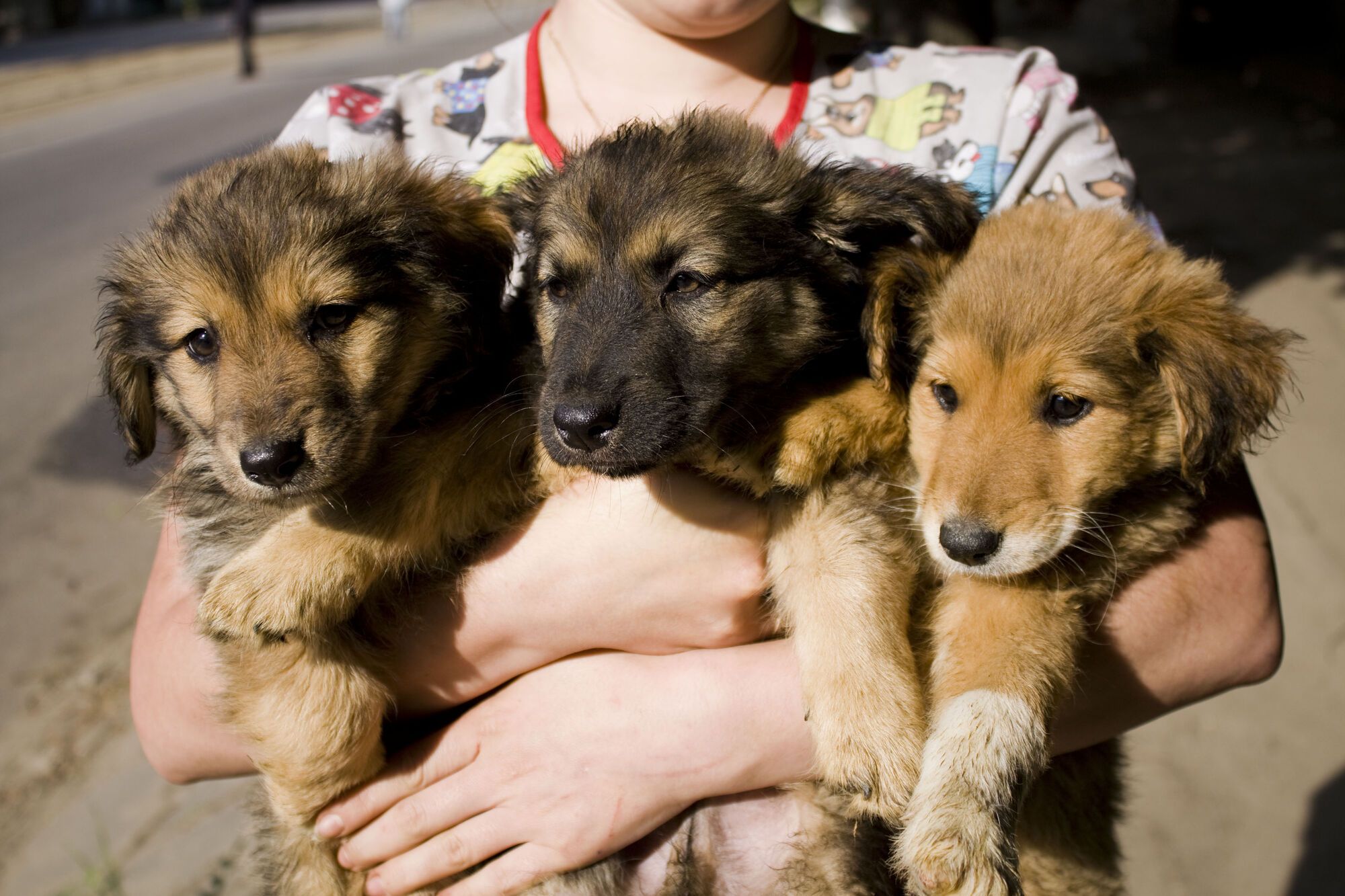 Друг недели: четыре собаки Днепра, которые ищут дом