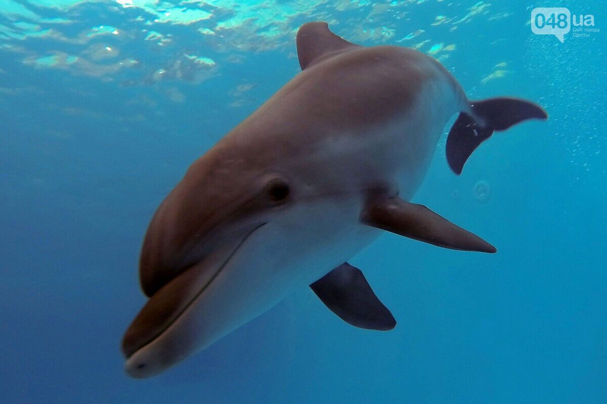 Біля берегів Одеси помітили дельфінів
