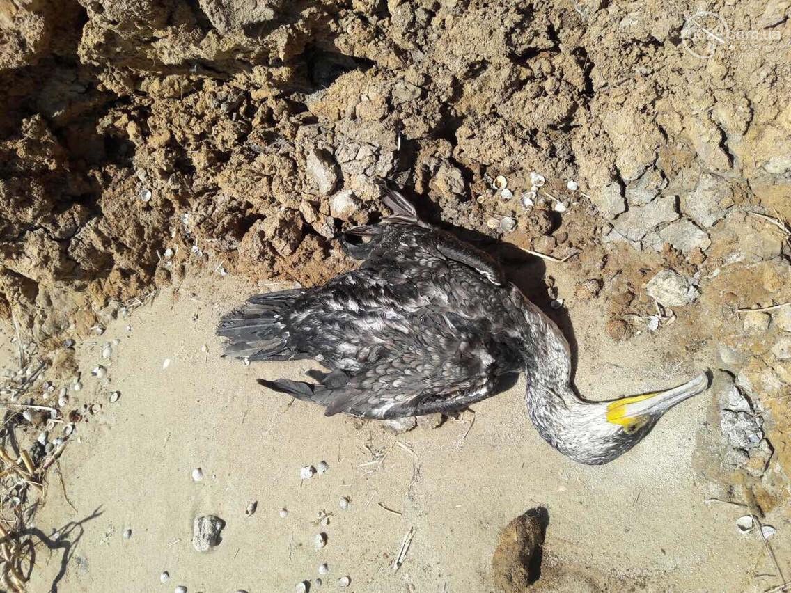 На узбережжі Азовського моря знайшли десятки мертвих птахів