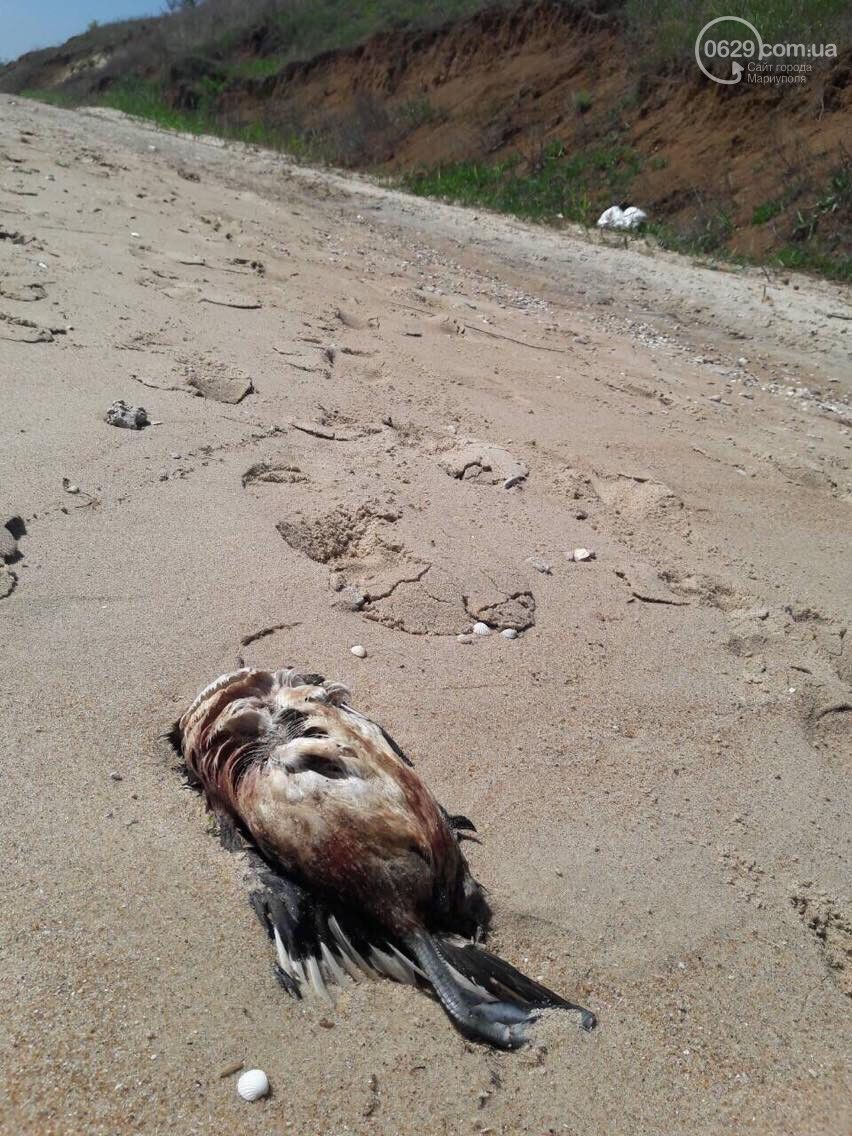 На узбережжі Азовського моря знайшли десятки мертвих птахів