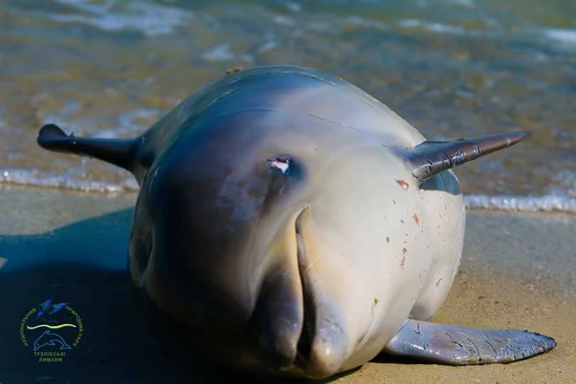 В Одесской области на берегу нашли мертвого дельфина