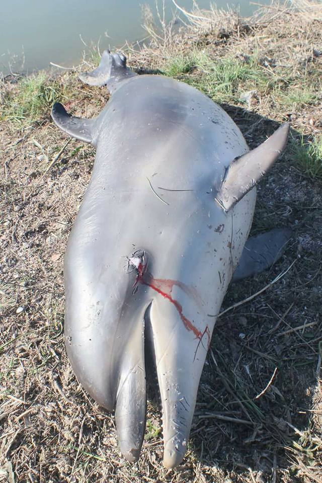 В Одеській області на березі знайшли мертвого дельфіна