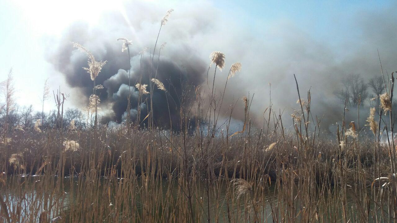 В Запорожской области начались лесные пожары
