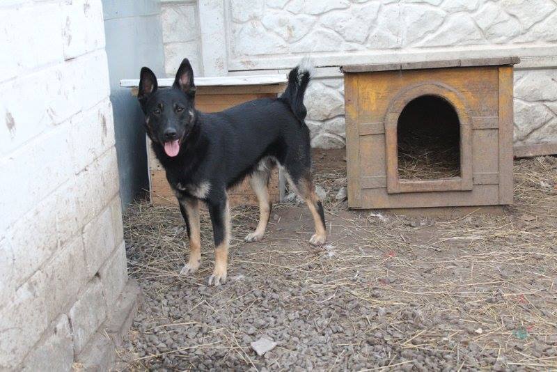 Друг недели: 4 собаки Днепра, которые ищут дом