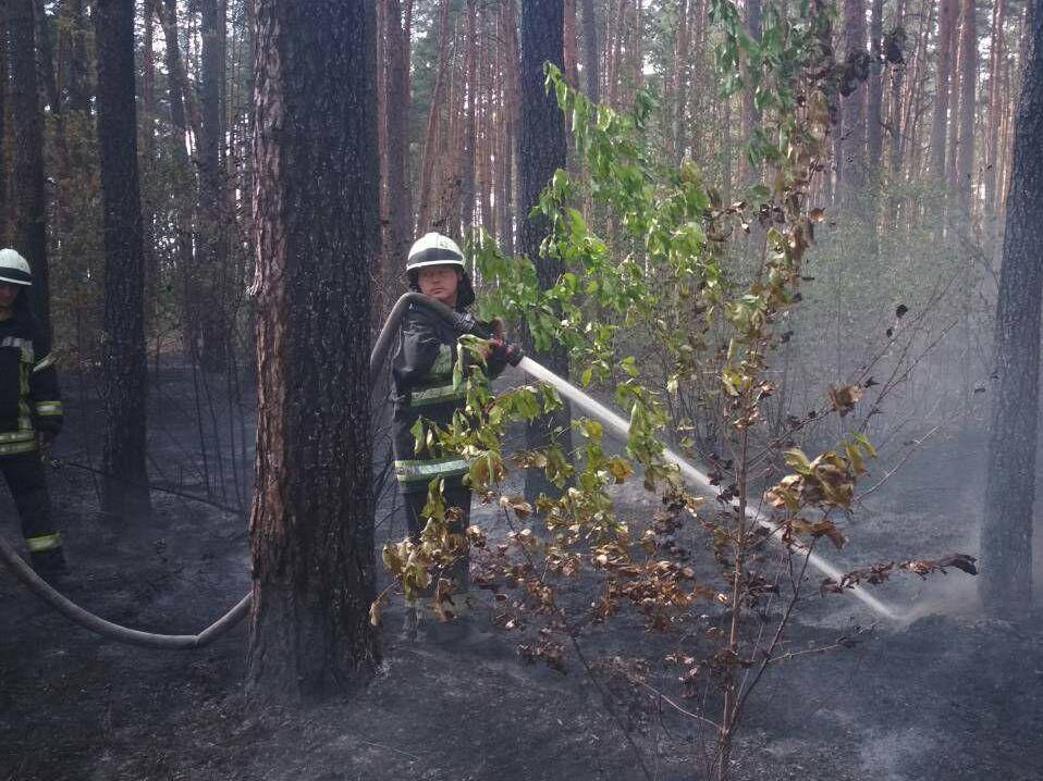 У Києві масштабна пожежа: загорілася лісопаркова зона