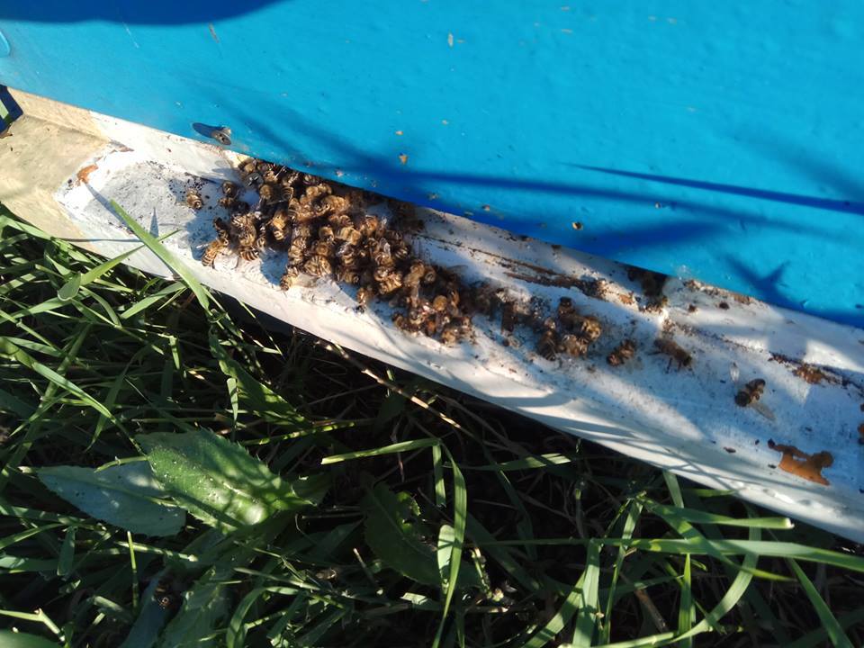 Під Харковом таємниче вимерли всі бджоли