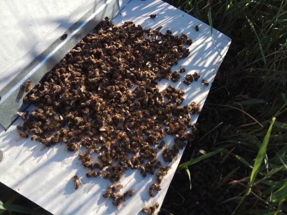 Под Харьковом таинственно вымерли все пчелы