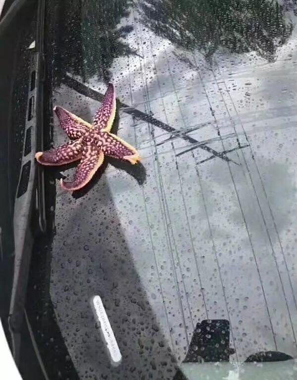 В Китае с неба падали осьминоги и морские звезды. Фотофакт