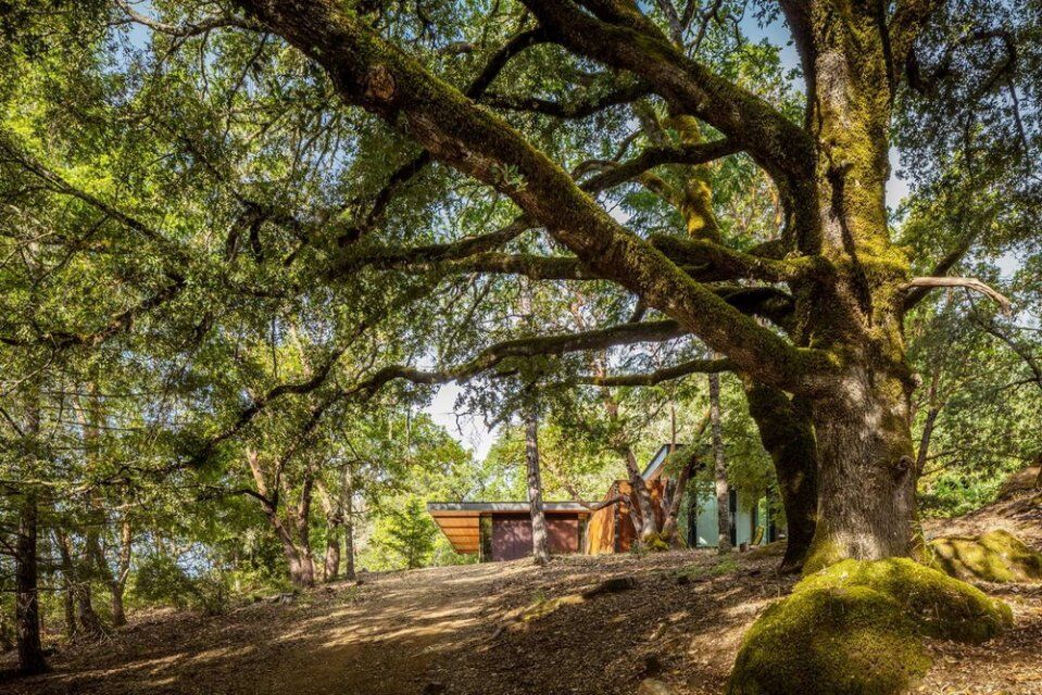 Райський куточок: в США побудували ідеальний лісовий будинок на пагорбі. Фото
