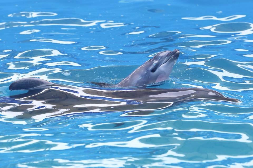 В Одессе на глазах у зрителей родился дельфин: трогательное видео