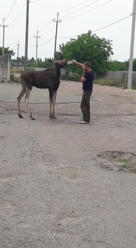 Під Києвом мешканці зустріли лося. Фотофакт