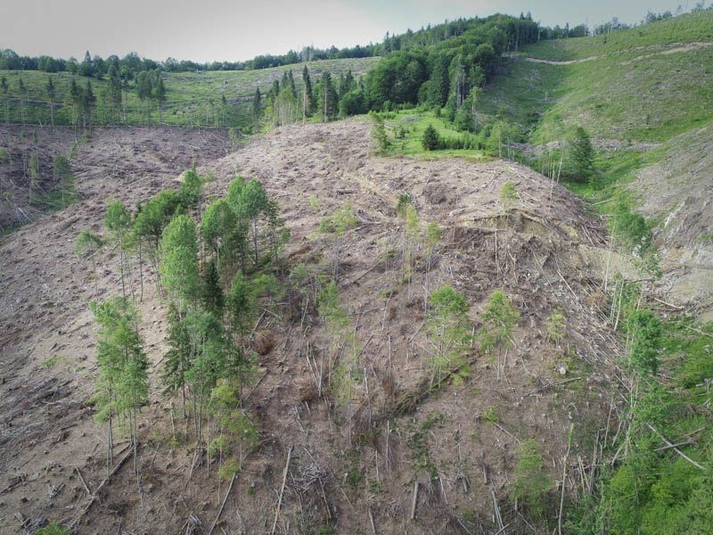 Голая земля: опубликованы шокирующие фото вырубки лесов в Карпатах
