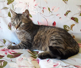 Пушистые и одинокие: котики Днепра, которые ищут дом