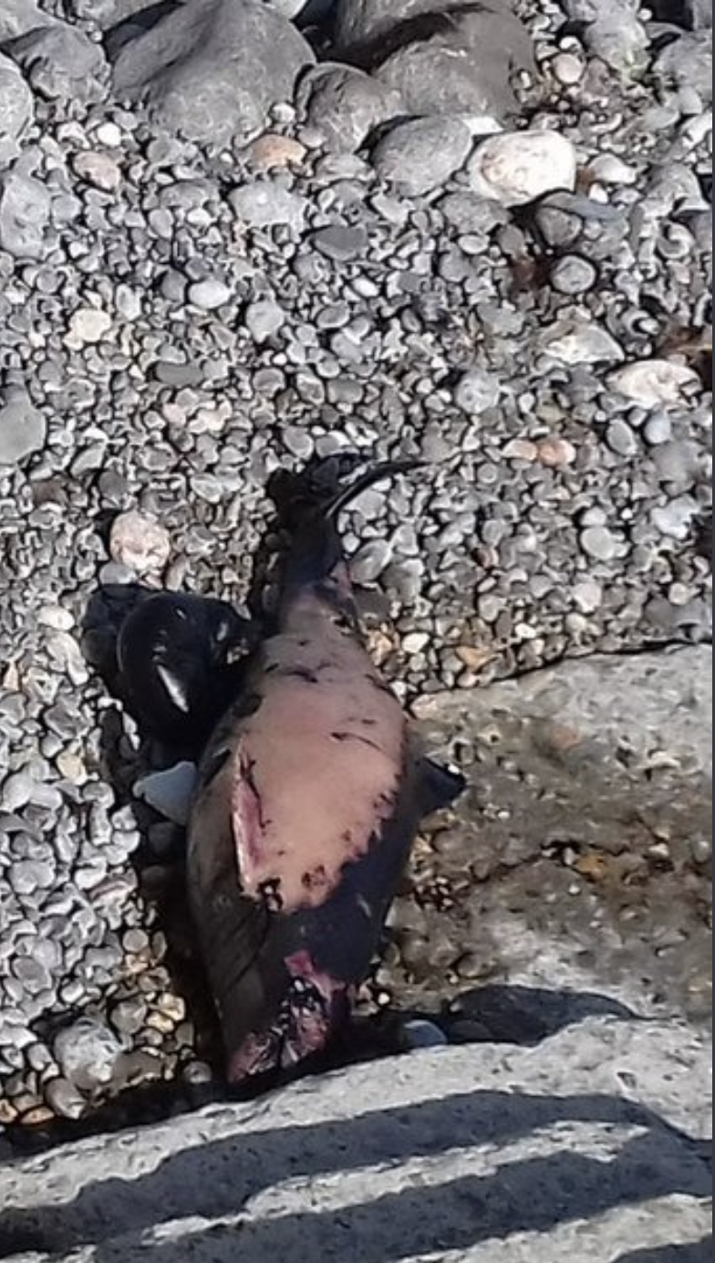 "Мусор и мертвый дельфин": появились новые фото из пляжей Крыма