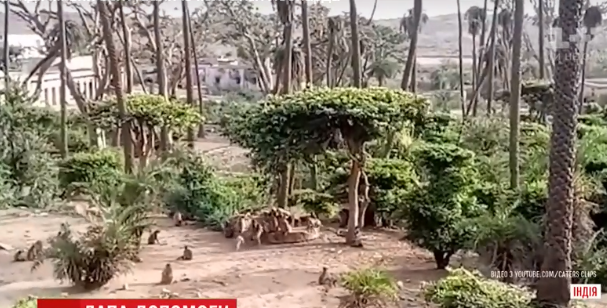В Индии обезьяны спасли леопарда: момент попал на видео
