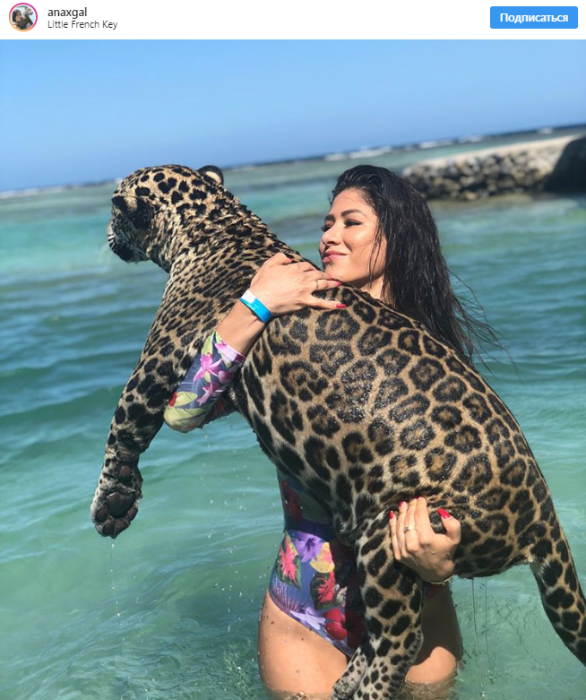 Купание с ягуарами в Карибском море: невероятные фото туристов
