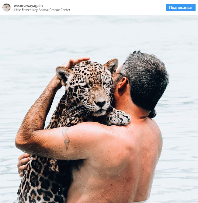 Купание с ягуарами в Карибском море: невероятные фото туристов