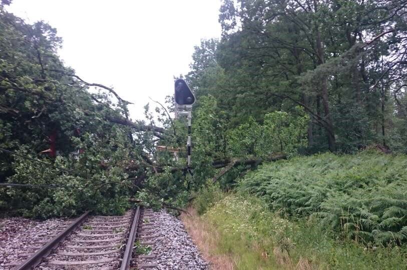 Пронісся потужний шторм: дерево вбило заступника мера польського міста