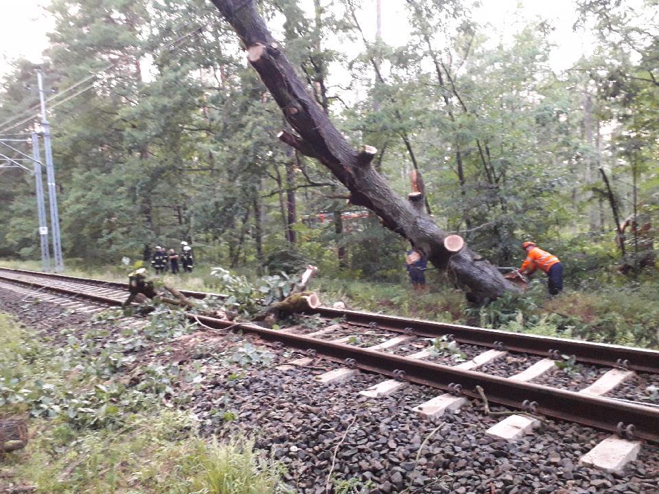 Пронесся мощный шторм: дерево убило заммэра польского города