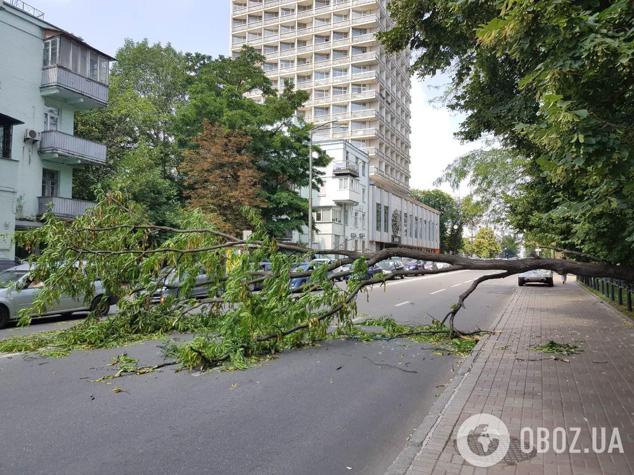 В Киеве возле Рады дерево рухнуло на авто: эксклюзивные фото