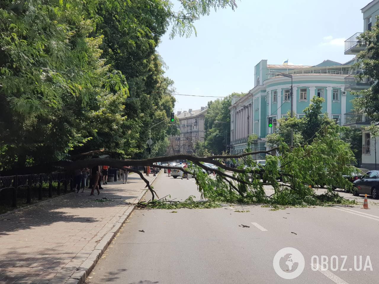 В Киеве возле Рады дерево рухнуло на авто: эксклюзивные фото