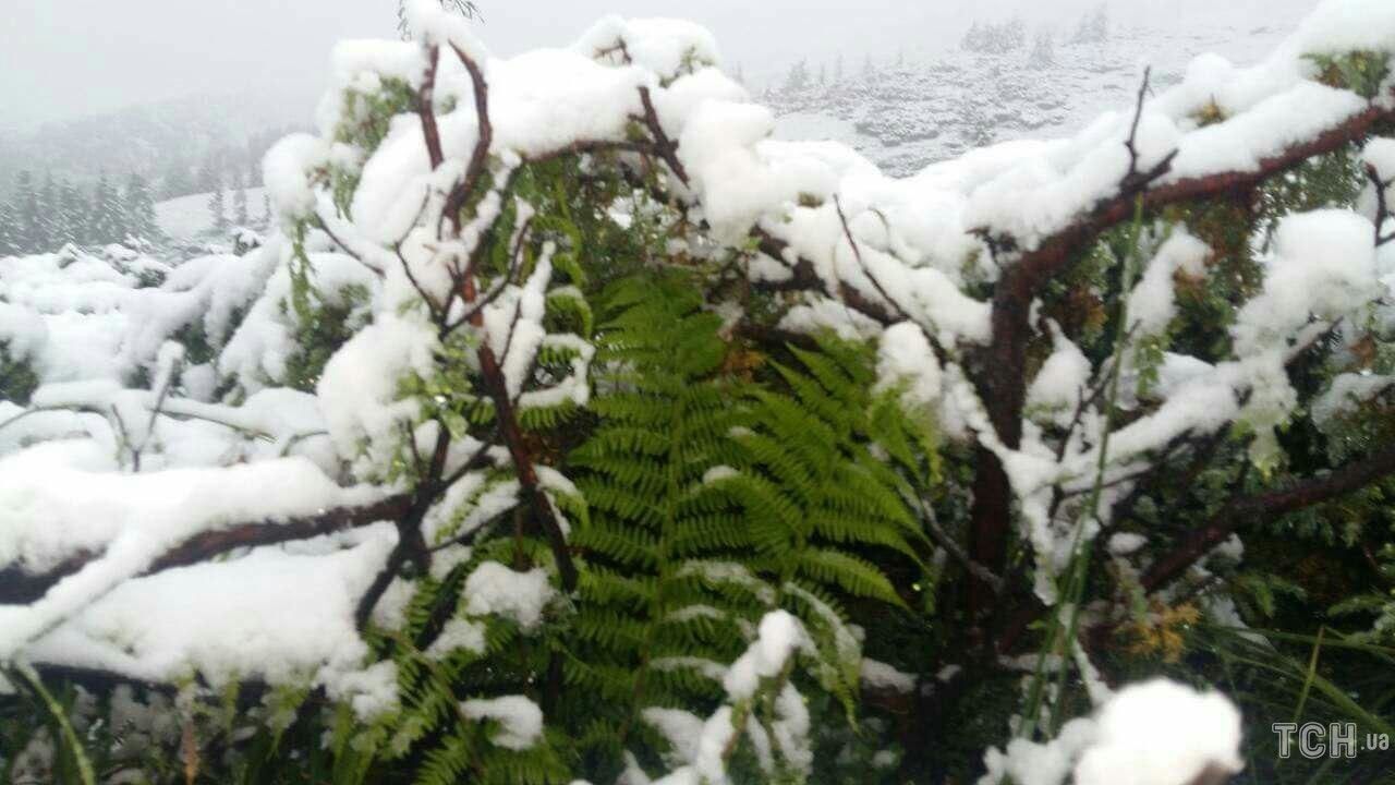 Карпаты  засыпало обильным снегом: опубликованы фото