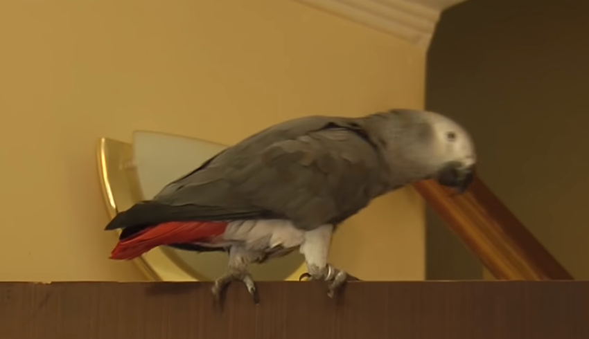 Под Киевом нашлись хозяева редкого попугая