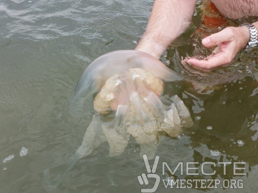 Азовское побережье атаковали гигантские медузы