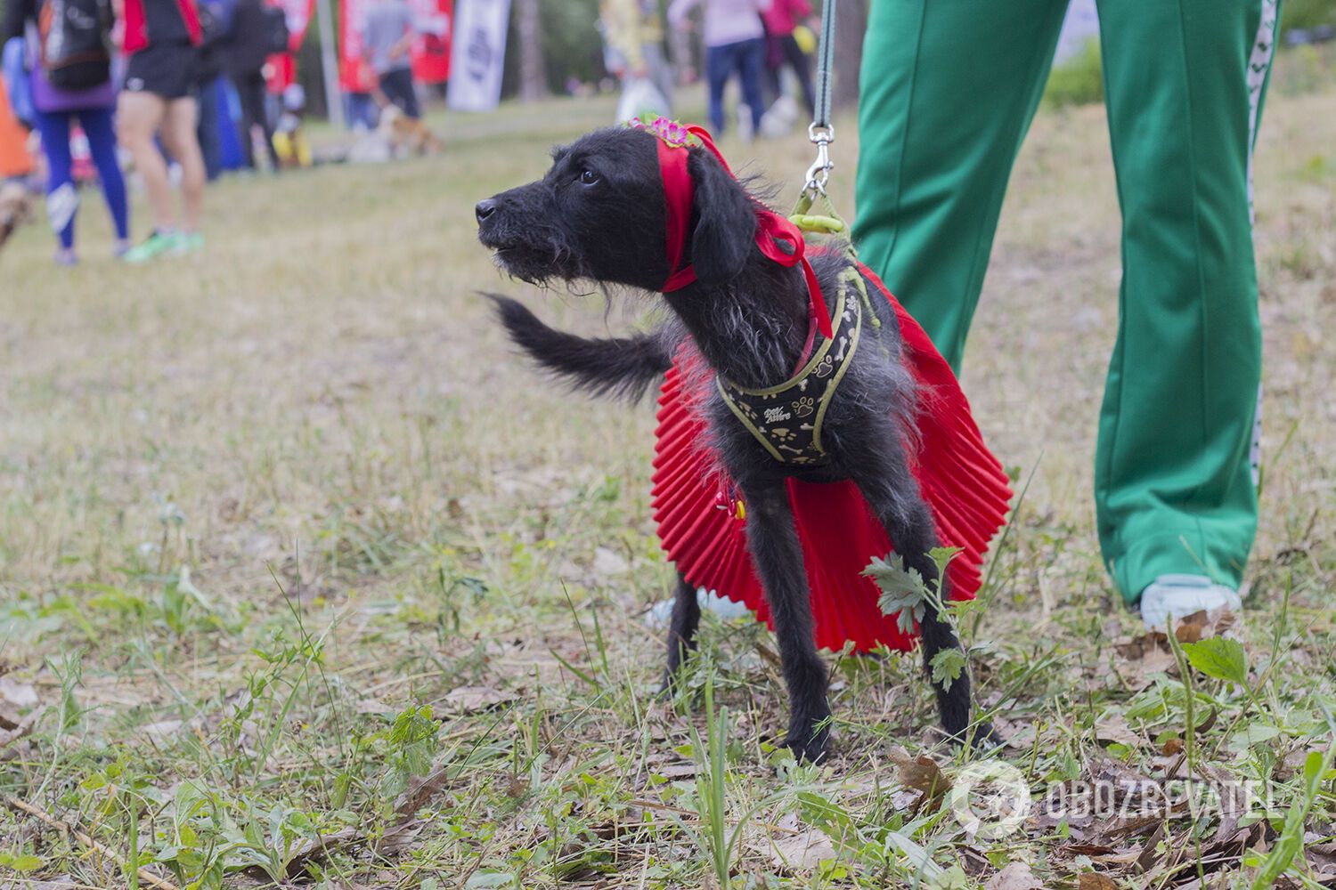 Как киевляне бегали с собаками: яркий фоторепортаж