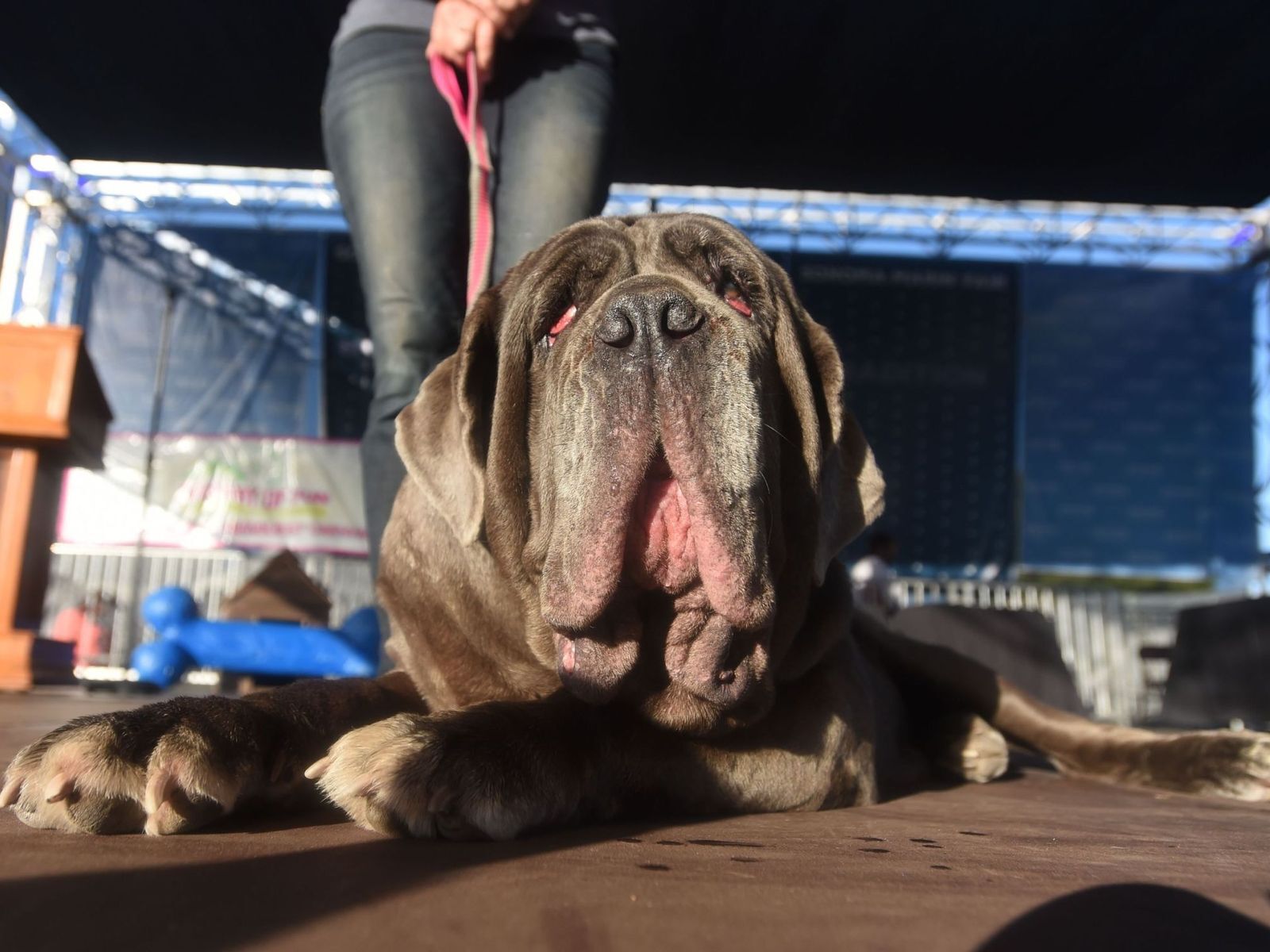 Найбільш потворна собака-2018: в США показали страшного переможця. Фоторепортаж
