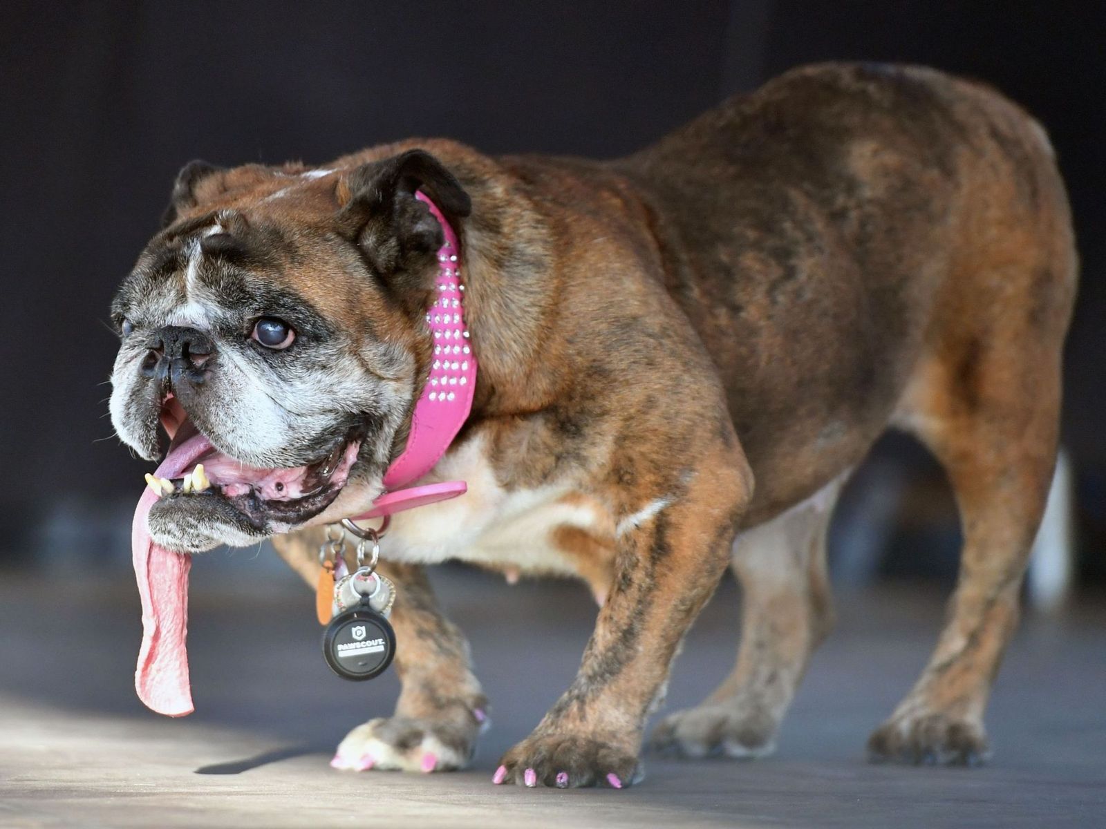 Самая уродливая собака-2018: в США показали страшного победителя. Фоторепортаж