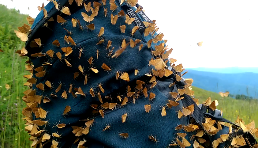 Нашестя метеликів в Карпатах: опубліковано відео