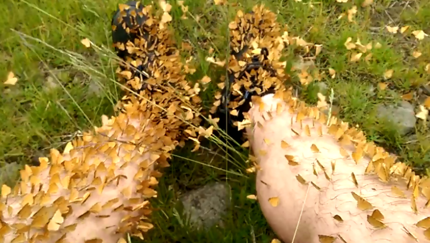 Нашествие бабочек в Карпатах: опубликовано видео