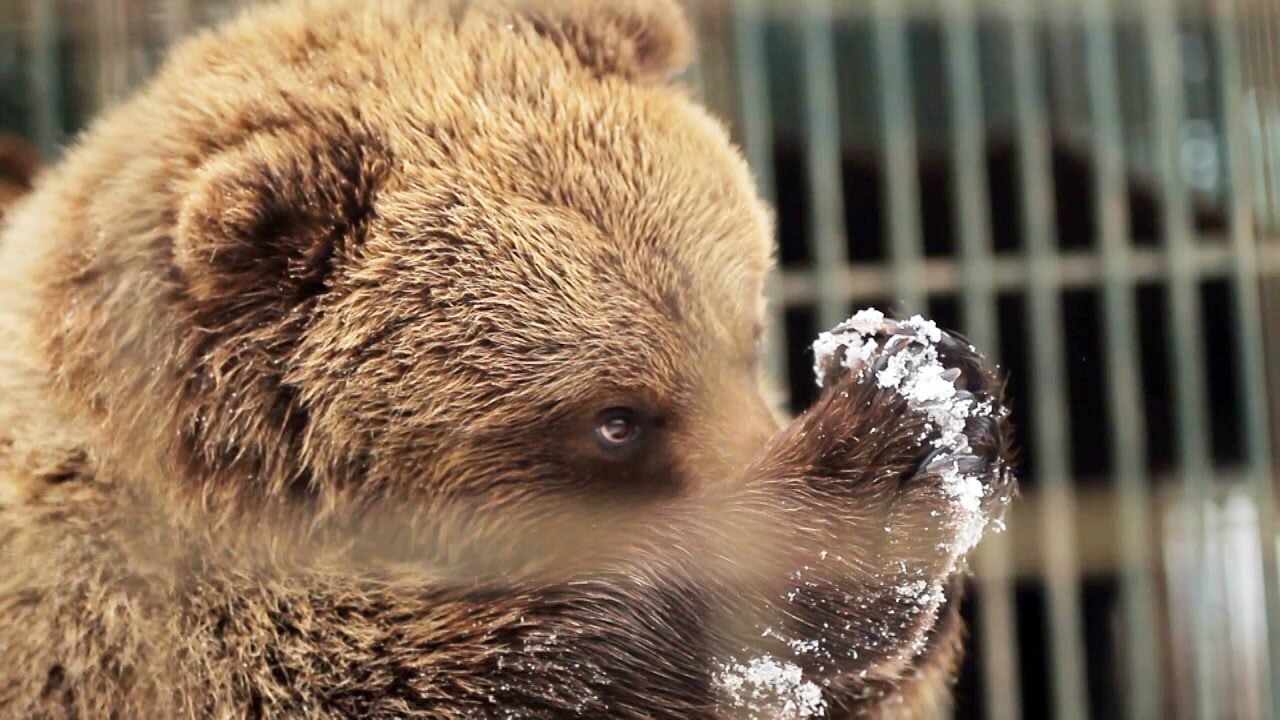 От оленя до медведя: где посмотреть на диких животных в Украине
