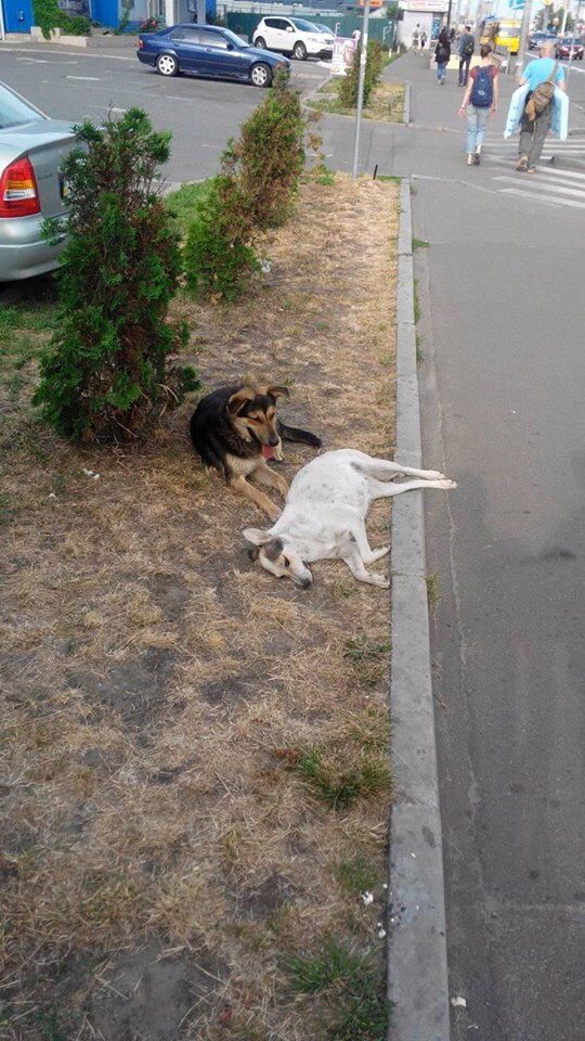 Настоящая преданность: сеть растрогало фото пса, охранявшего погибшую подругу