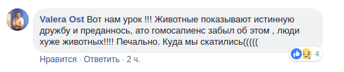 Настоящая преданность: сеть растрогало фото пса, охранявшего погибшую подругу