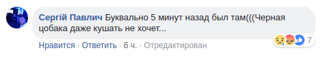 Настоящая преданность: сеть растрогало фото пса, охранявшего погибшую подругу