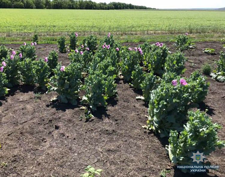 В Запорожской области пенсионеры выращивали на огородах мак и коноплю