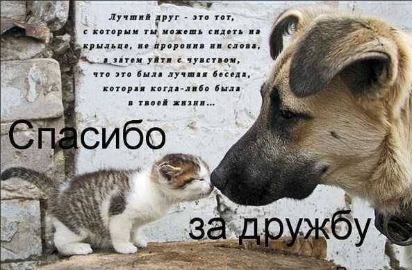 День друзей 2018: поздравления и открытки