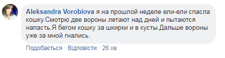 "Постійно нападають": у Києві хижаки почали атакувати людей прямо на вулицях