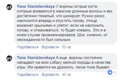 "Постоянно нападают": в Киеве хищники начали атаковать людей прямо на улицах